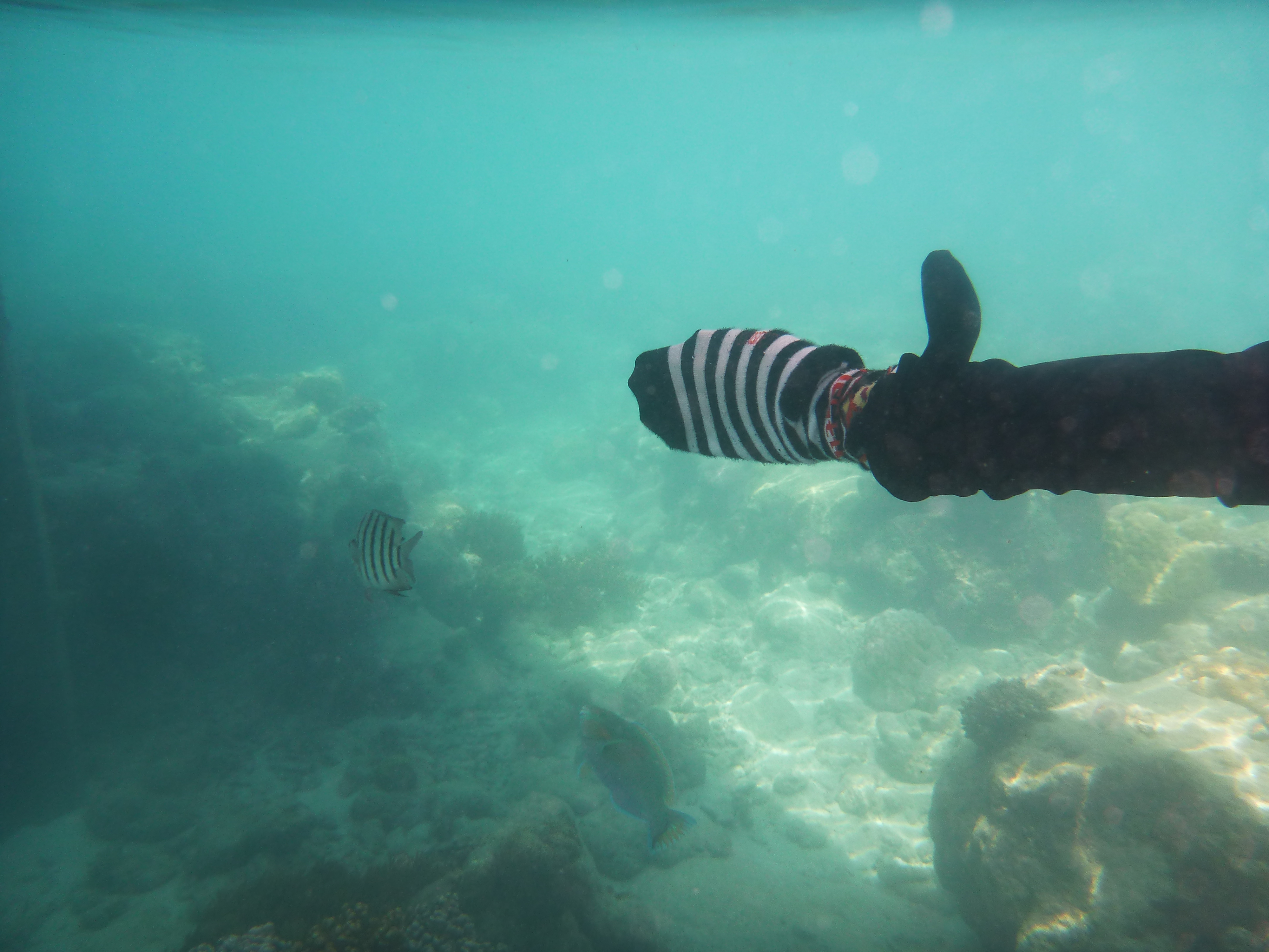 Great Barrier Reef | One Sock Travels